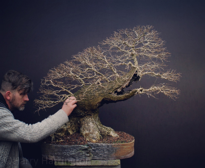 elm bonsai